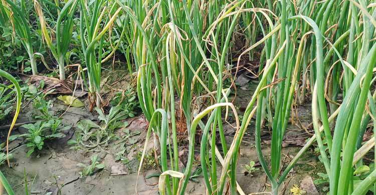 পুনরায় বীজ সরবরাহ করা হচ্ছে ক্ষতিগ্রস্ত পেঁয়াজ চাষীদের 