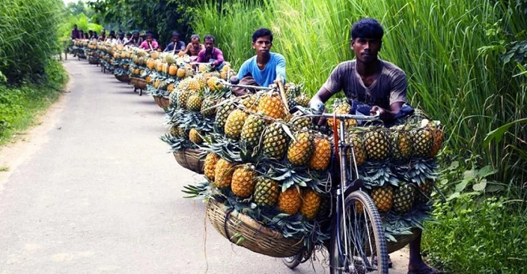 জিআই স্বীকৃতি পেল মধুপুরের আনারস