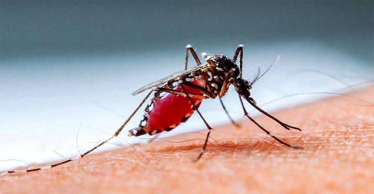 ডেঙ্গুতে ৪ জনের মৃত্যু, হাসপাতালে ভর্তি ৫৬৮