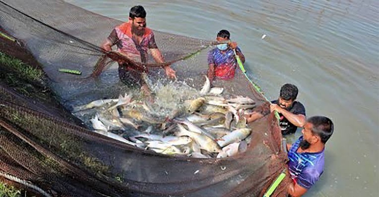 মানুষের আমিষের চাহিদা পূরণে মৎস্য খাতের অবদান আরও বাড়ানো হবে : মৎস্য উপদেষ্টা