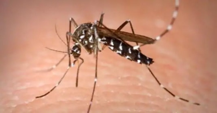 এ বছর ডেঙ্গুতে মৃত্যু ১০০ ছাড়াল