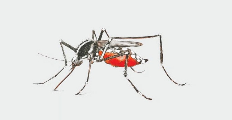 চলতি বছর ডেঙ্গুতে মৃত্যু ১০০ ছুঁইছুঁই