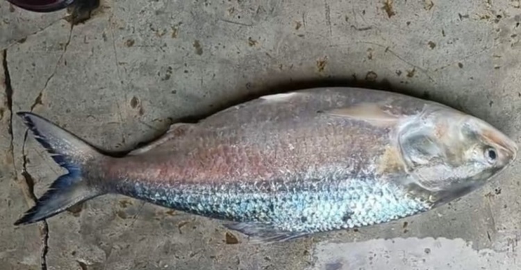 এক ইলিশ বিক্রি হলো ৬ হাজার টাকায়