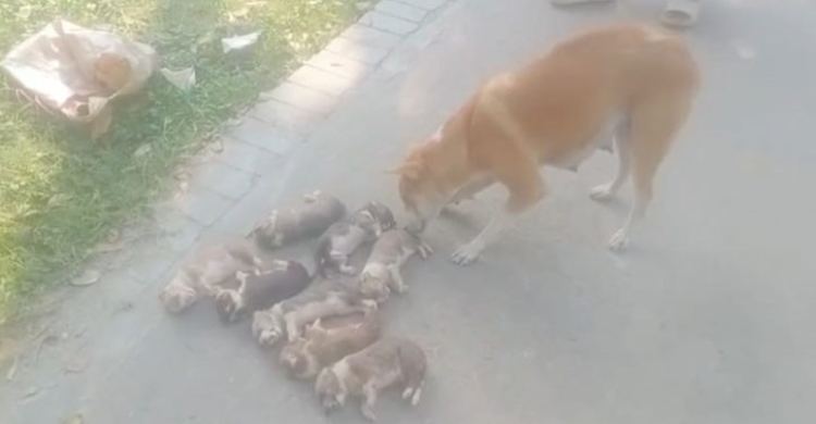 বাংলাদেশের আইনে পথ কুকুর-বিড়াল হত্যার শাস্তি কী?