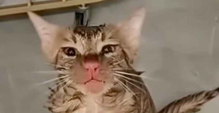 ওয়াশিং মেশিনে ঘুরলো ১০ মিনিট, অলৌকিকভাবে বেঁচে ফিরল জিনতিয়াও