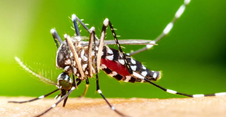 ডেঙ্গুতে প্রাণ গেল আরও ২ জনের