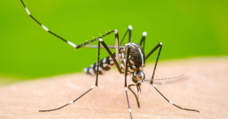 ডেঙ্গুতে আরও ২ জনের মৃত্যু