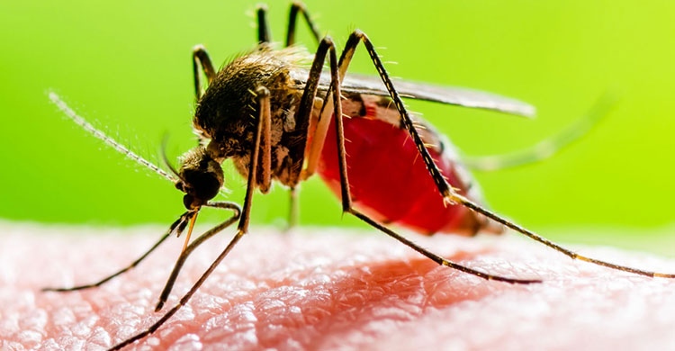 ডেঙ্গুতে প্রাণ গেল আরও ৩ জনের