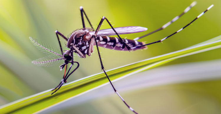 মৃত্যুহীন দিনে হাসপাতালে ভর্তি ৩৯৭