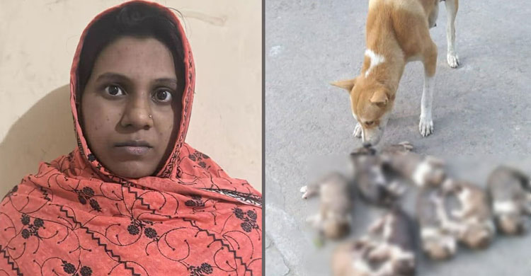 আট কুকুরছানা হত্যা, সেই সরকারি কর্মকর্তার স্ত্রী গ্রেপ্তার