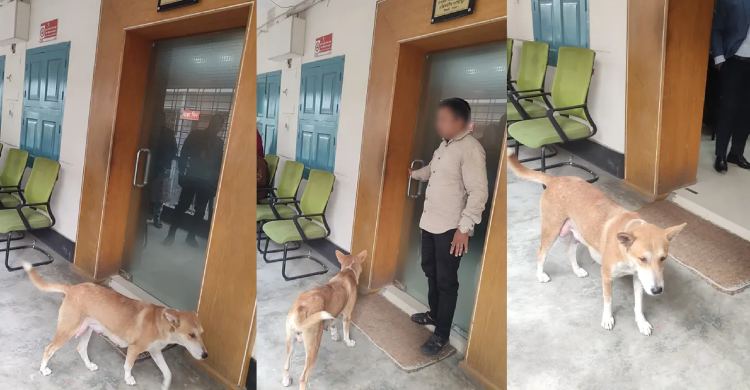 সন্তান হত্যার বিচার চাইতে ইউএনও অফিসের সামনে মা কুকুর, মামলার প্রস্তুতি