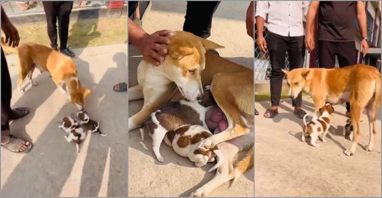 নতুন ছানাদের পরম মমতায় আগলে রেখেছে হতভাগ্য সেই মা কুকুরটি