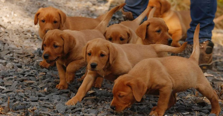 প্রাণী হত্যার বিষয়ে ইসলাম কী বলে?