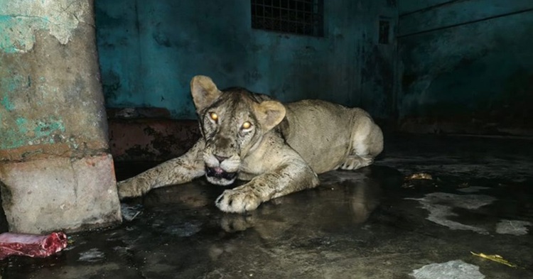 অবশেষে খাঁচায় ফিরল সিংহীটি
