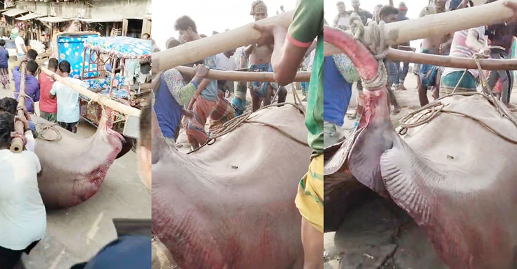 ৬ মণের শাপলা পাতা মাছ ৭৫ হাজারে বিক্রি