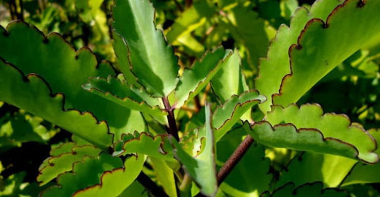 মূত্রথলি ও কিডনির পাথর সরাবে পাথরকুচি পাতা