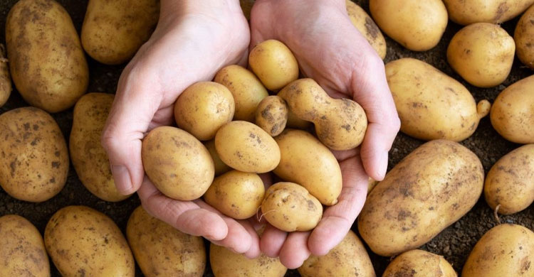 প্রথমবারের মতো অনুষ্ঠিত আলু উৎসব