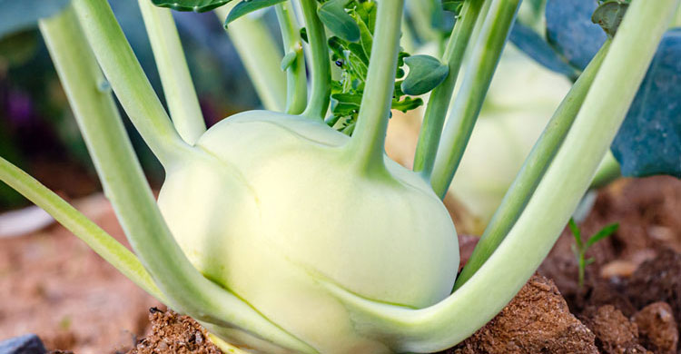 শালগম কেন খাবেন