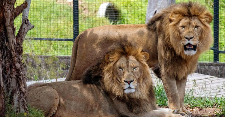 মিরপুর চিড়িয়াখানায় খাঁচার বাইরে সিংহ