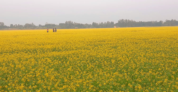 আত্রাইয়ে কমেছে সরিষার আবাদ