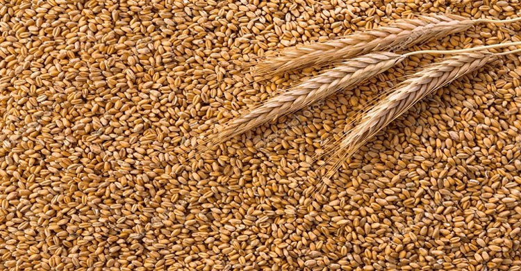 চতুর্থ চালানে যুক্তরাষ্ট্র থেকে এলো ৬১ হাজার মেট্রিক টন গম