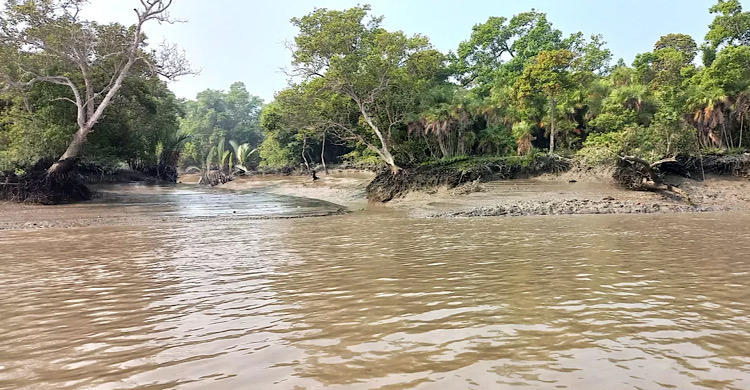 ‘সুন্দরবন দিবস’ আজ, জাতীয়ভাবে দিবসটি পালনে ২৩ বছরেও মেলেনি সাড়া