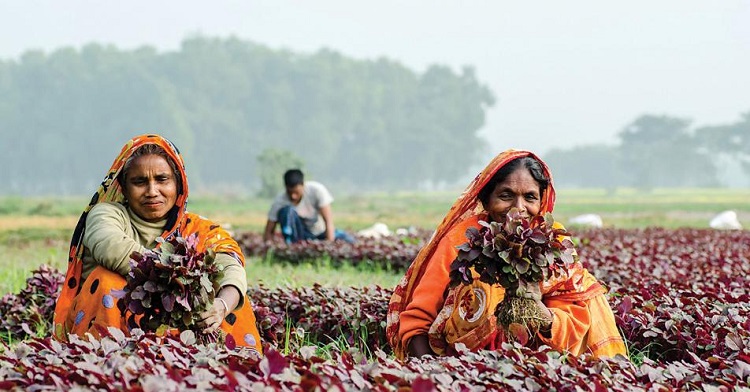 কৃষিতে নারীশ্রম, ফসলে চওড়া হাসি