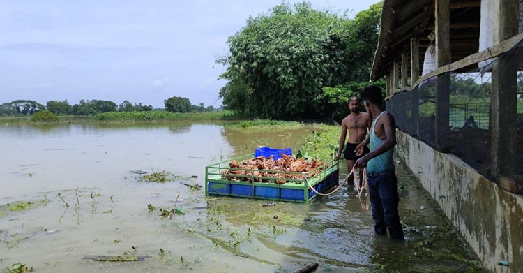 ফেনীতে এবারের বন্যায় ক্ষতি ২৩৮ কোটি ৪০ লাখ টাকা