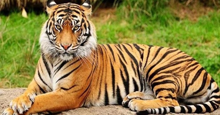 আজ বিশ্ব বাঘ দিবস