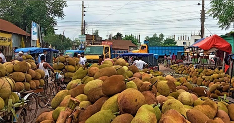 সখীপুরে রমরমা কাঁঠালের বাজার