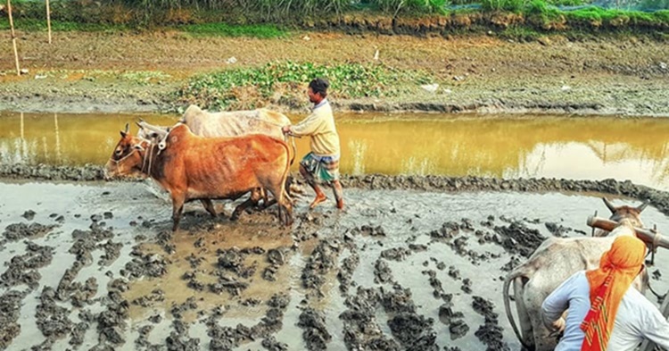 হারিয়ে যাচ্ছে বাংলার কৃষি ঐতিহ্য লাঙ্গল, জোয়াল...