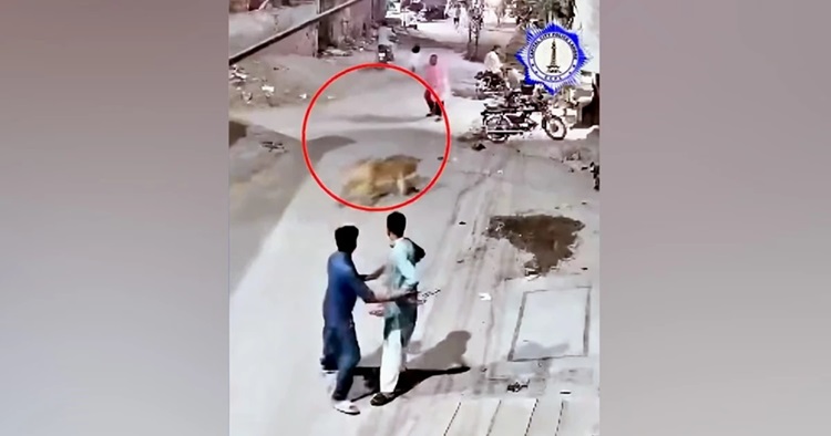 পোষা সিংহ দেওয়াল টপকে রাস্তায়, পাকিস্তানে আহত ৩