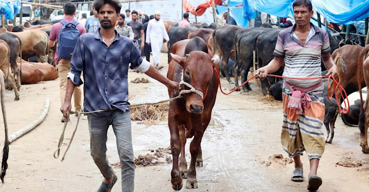 বাজারে প্রচুর গরু থাকলেও দরদামে না মেলায় বিক্রি হচ্ছে কম