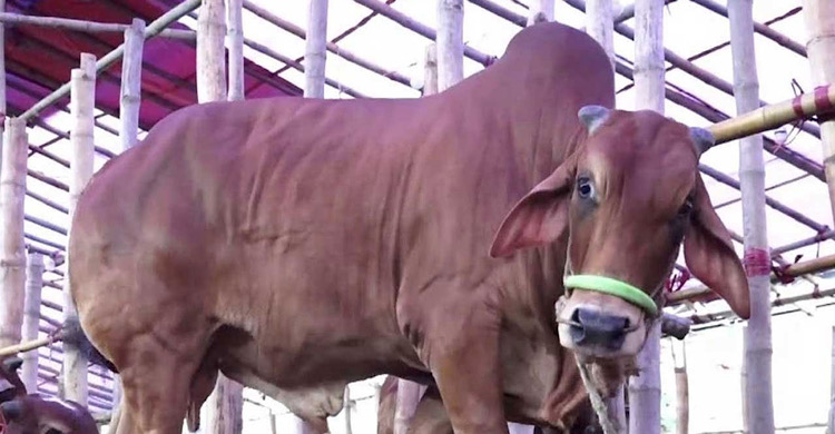 সবচেয়ে বেশি পশু কোরবানি হয়েছে রাজশাহী বিভাগে, সবচেয়ে কম সিলেটে