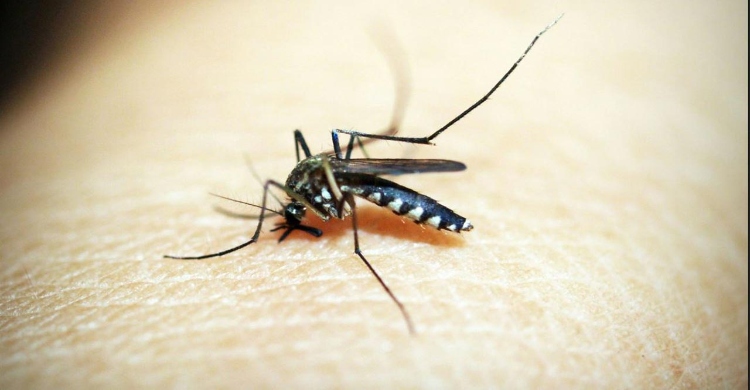 ডেঙ্গুতে আরও একজনের মৃত্যু, আক্রান্ত ৩৫২