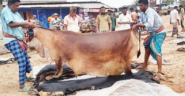 কোরবানি চামড়া নিয়ে অভিযোগ ০১৬১৭-৩৩৮০৬৭ নম্বরে