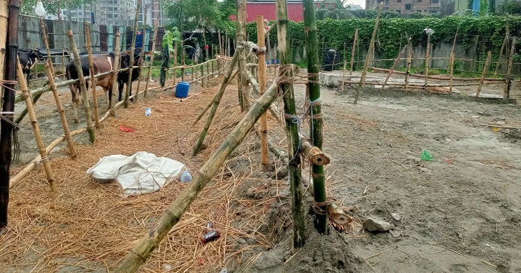 গাবতলী হাটে পশু সংকট, ক্রেতারা ভিড় জমাচ্ছেন নতুন বাজারে