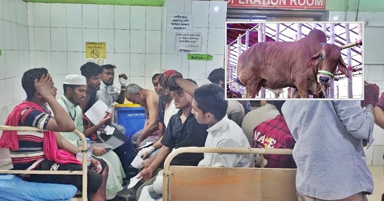 কোরবানি দিতে গিয়ে আহতের সংখ্যা ১০০ ছাড়িয়েছে