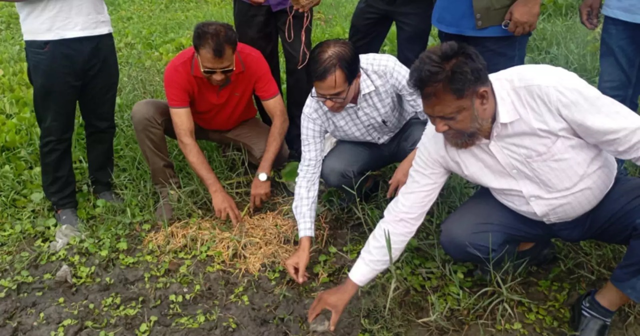 কুষ্টিয়ায় বিলুপ্ত প্রজাতির ৬৭ কচ্ছপ উদ্ধার