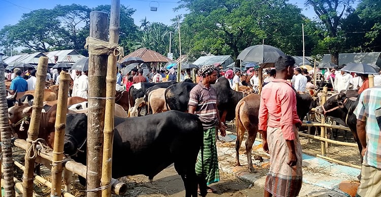 নেত্রকোণার দেওয়ান বাজারে জমে উঠেছে গরু বেচাকেনা