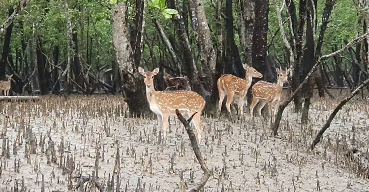 পুরস্কার মিলবে সুন্দরবনে হরিণ শিকারের ফাঁদ জমা দিলে