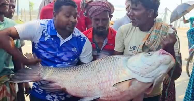 পদ্মার দুই কাতলের দাম ৮২ হাজার