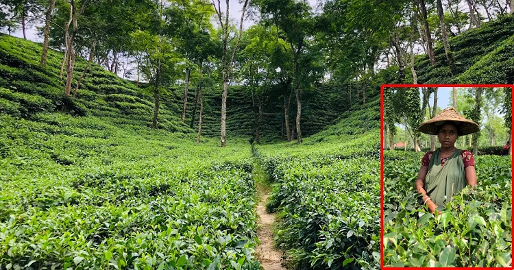 চা শ্রমিকদের সংগ্রাম: শতাব্দীর বঞ্চনার মাঝে ক্ষীণ আশার আলো