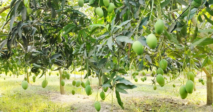 নওগাঁয় এবার ৪ হাজার কোটি টাকার আম বাণিজ্যের সম্ভাবনা