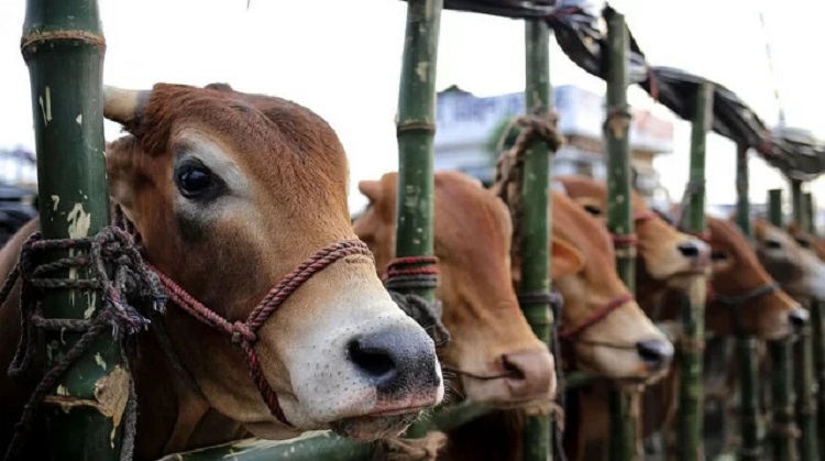 পশুসম্পদে স্বয়ংসম্পূর্ণ বাংলাদেশ