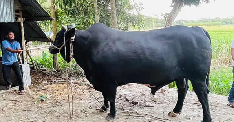 খালেদা জিয়াকে ৩৫ মণ ওজনের ‘কালো মানিক’ উপহার দিতে চান কৃষক