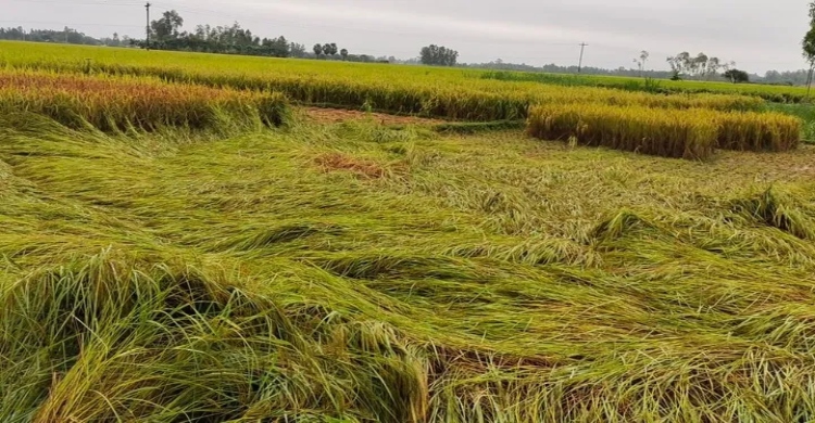 বৈরী আবহাওয়ায় আমন ধানের ব্যাপক ক্ষতি