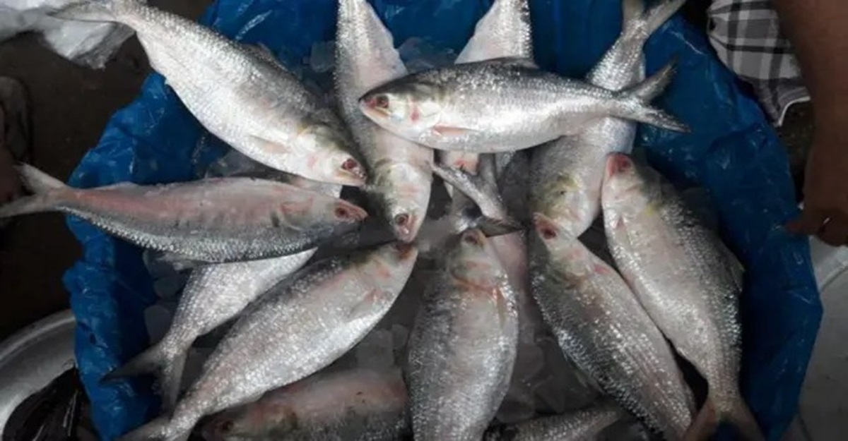 আজ থেকে শুরু দেশব্যাপী জাটকা আহরণে নিষেধাজ্ঞা