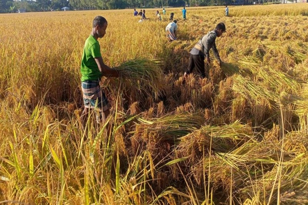 আমন সংগ্রহ নির্বিঘ্ন রাখতে সংশ্লিষ্ট কর্মকর্তাদের বদলি স্থগিত
