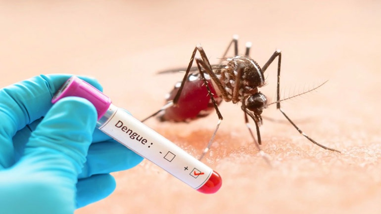 ডেঙ্গু আক্রান্ত হয়ে একদিনে হাসপাতালে ভর্তি ৮৩৪ জন